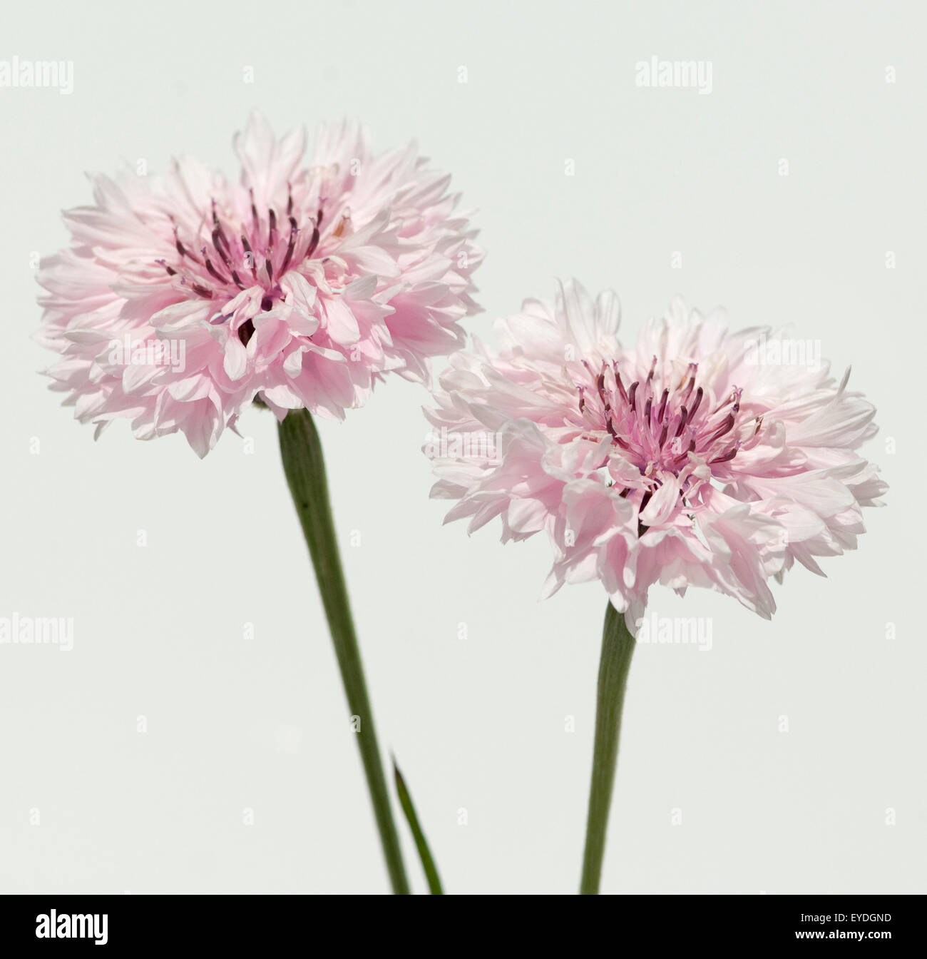 Kornblume; Centaurea; Cyanus; Ackerpflanzen; Stockfoto