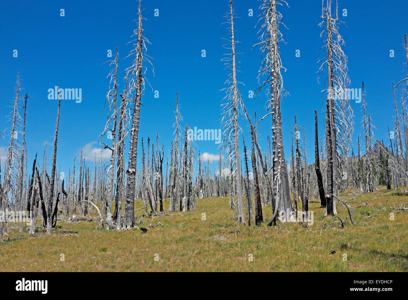 Ein Skelett Wald verbrannten Bäume in einem drei Jahre alten Wildfire brennen in den Central Oregon Kaskaden auf dem Pacific Crest Trail Stockfoto