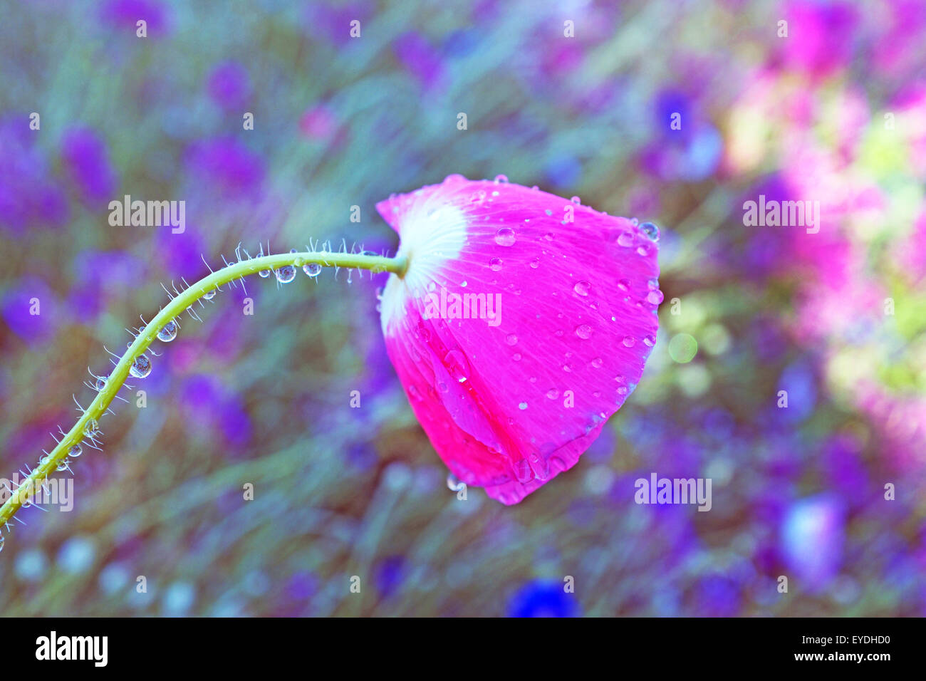 Wassertropfen auf einem rosa Mohn in einem städtischen Garten Stockfoto