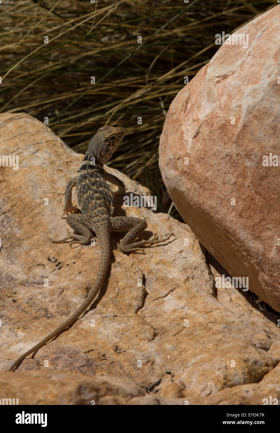 Great Basin Collared Eidechse in Mojave-Wüste Stockfoto Great Basin Collared Eidechse in Mojave-Wüste Stockfoto