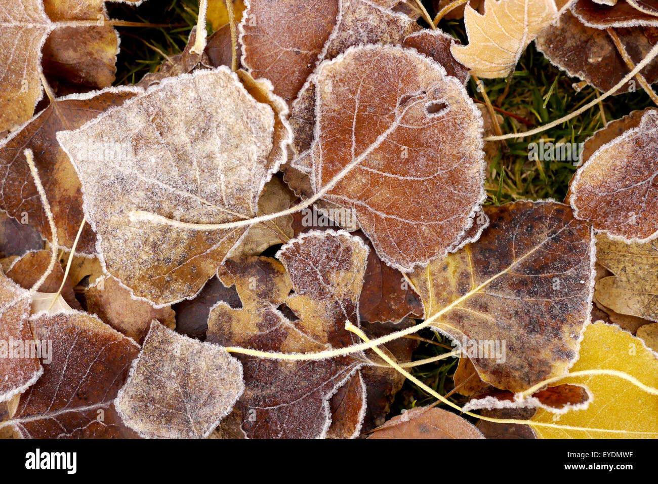 frostigen Winter Blätter im detail Stockfoto
