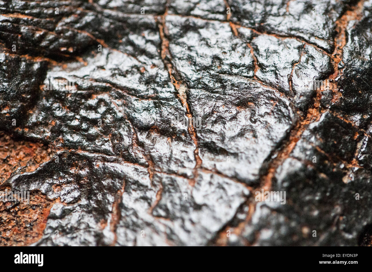 Makroaufnahme von versteinerten Softshell Schildkröte Scute aus Miozän Epoche. Stockfoto