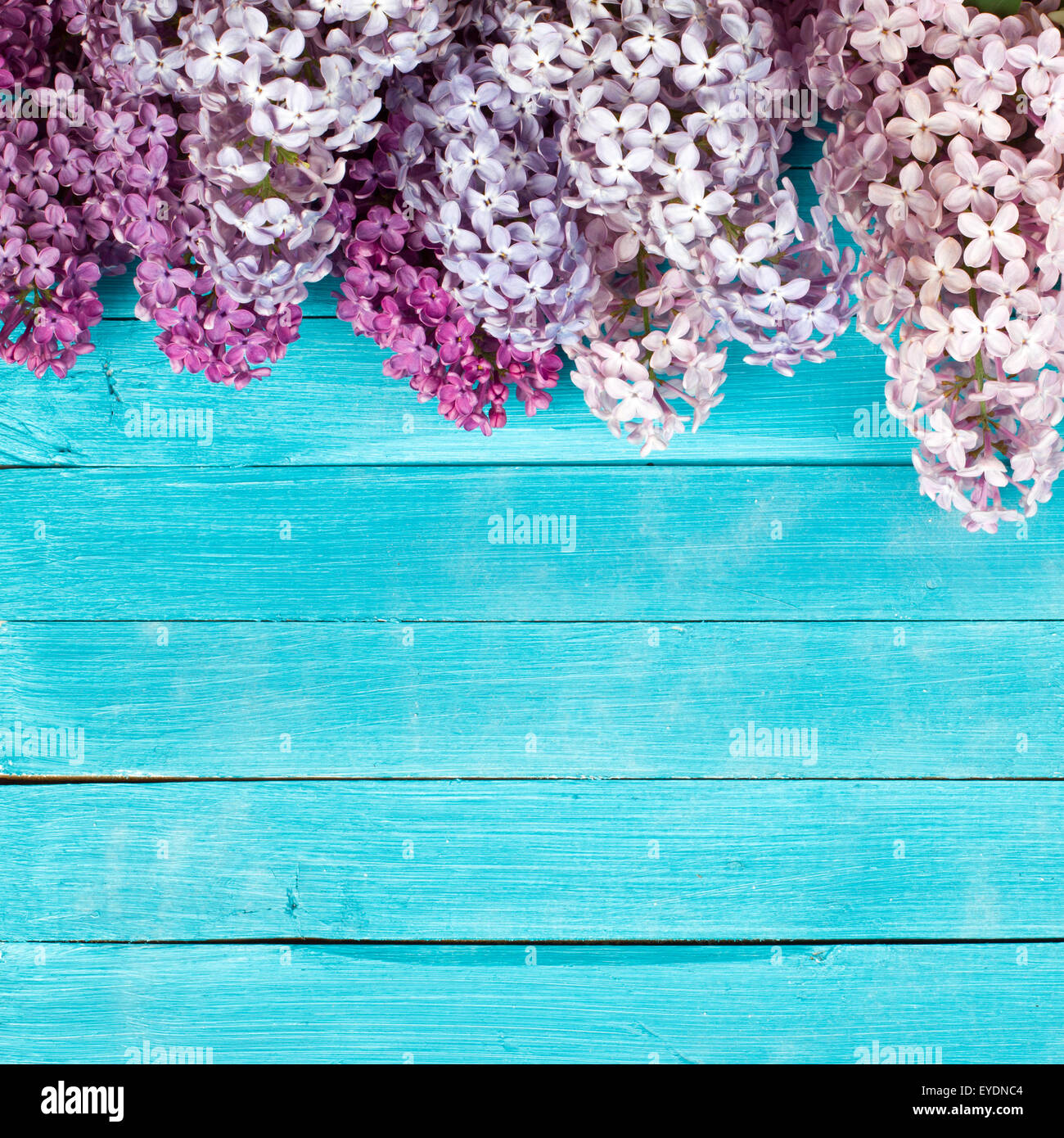 Die schöne lila auf einem hölzernen Hintergrund Stockfoto