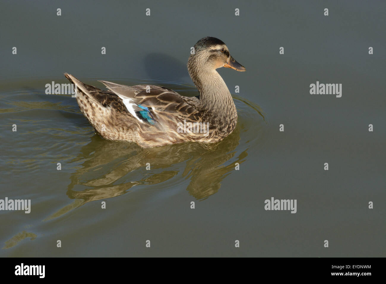 Mischlingshund Stockente-Rouen-Ente Huhn auf See schwimmen Stockfoto