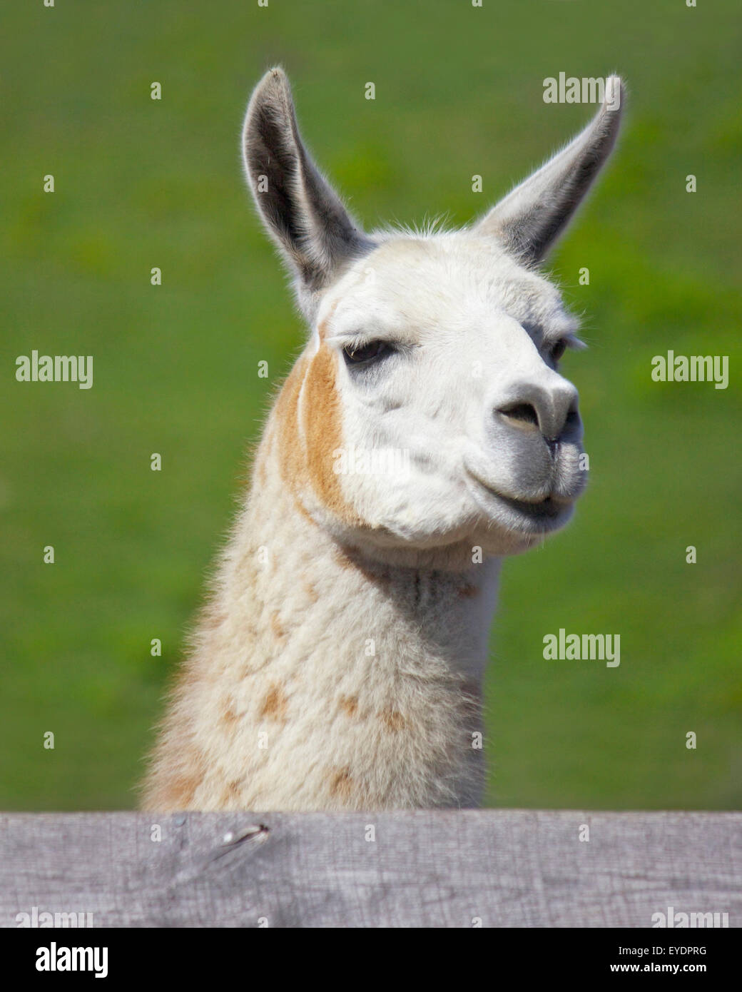 Braune und weiße Lama hautnah am Kopf und Hals, auf der Suche über einen Zaun. Stockfoto