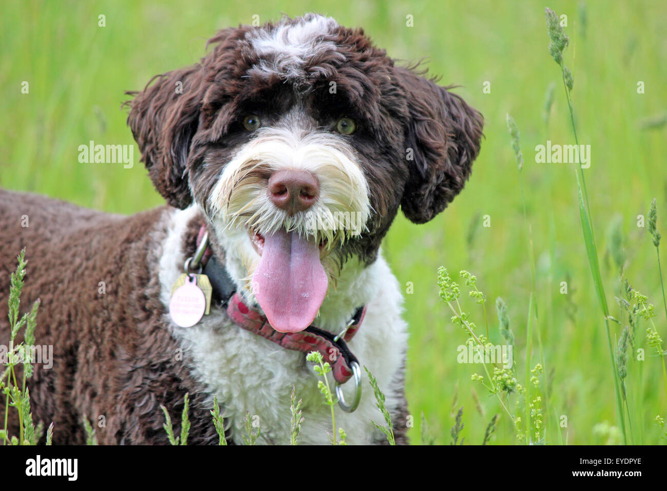 Eine braune und weiße Portugiesischer Wasserhund trägt ein Halsband und Tags in einer grünen Wiese im Sommer Stockfoto