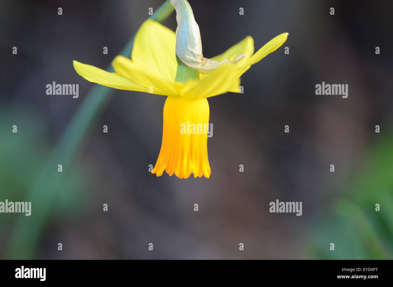 Eine schöne gelbe Narzisse Blume im Fokus. Stockfoto