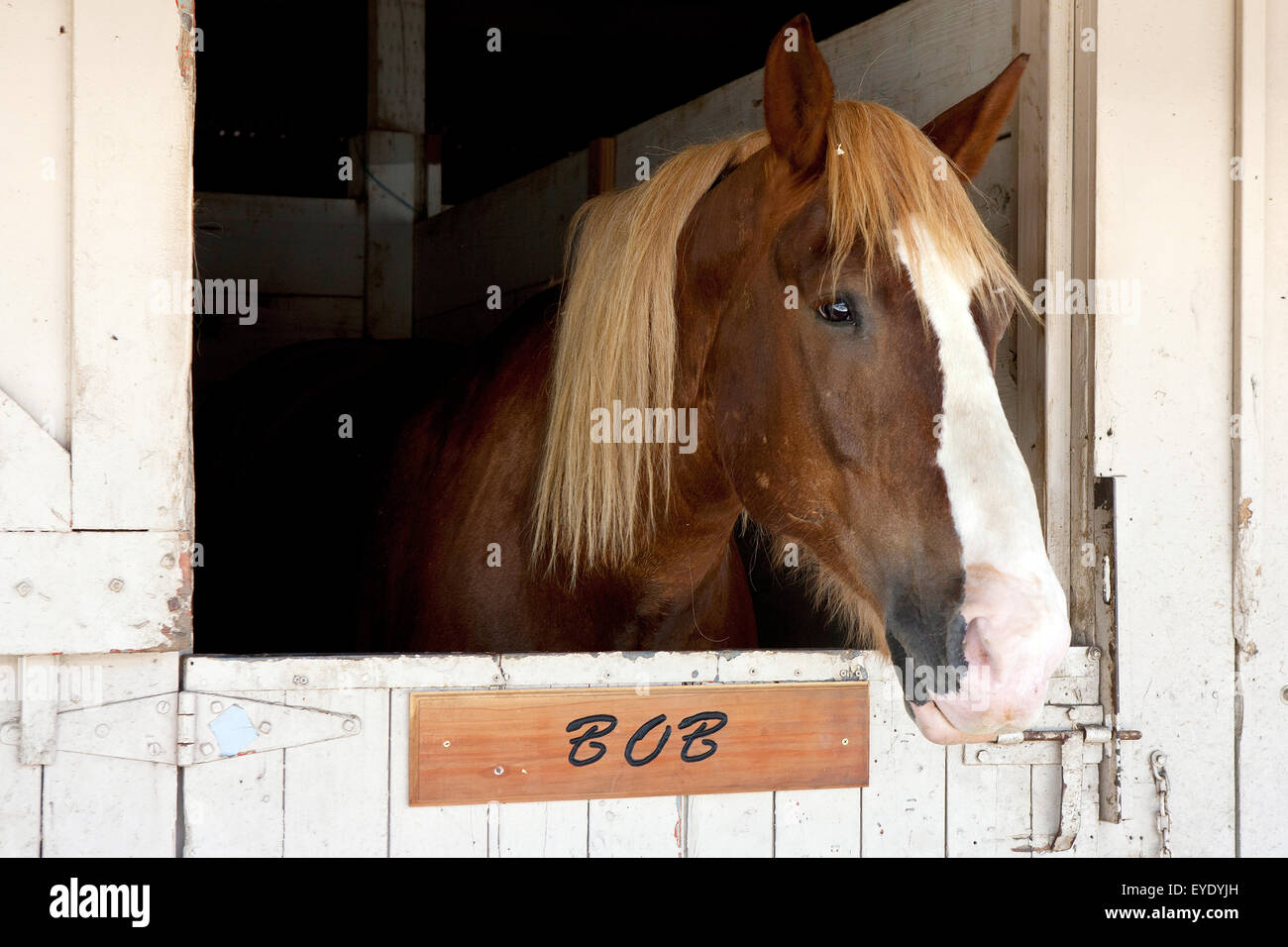 Ein Pferd namens Bob in einem Stall an der California Mid-State Fair, Paso Robles, Kalifornien, Vereinigte Staaten von Amerika Stockfoto