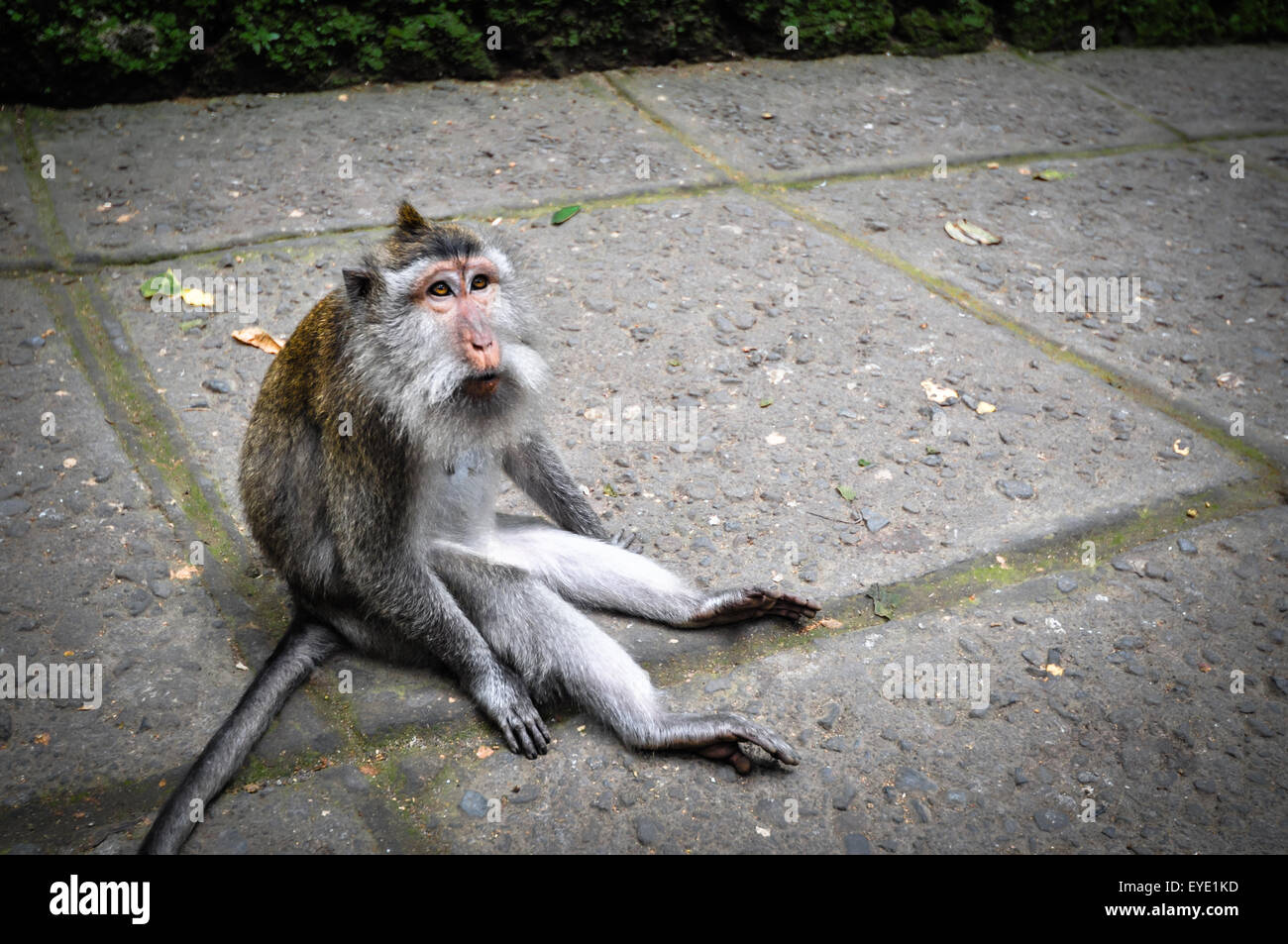 Long-tailed Makaken (Macaca Fascicularis) im Monkey Forest, Ubud, Indonesien Stockfoto