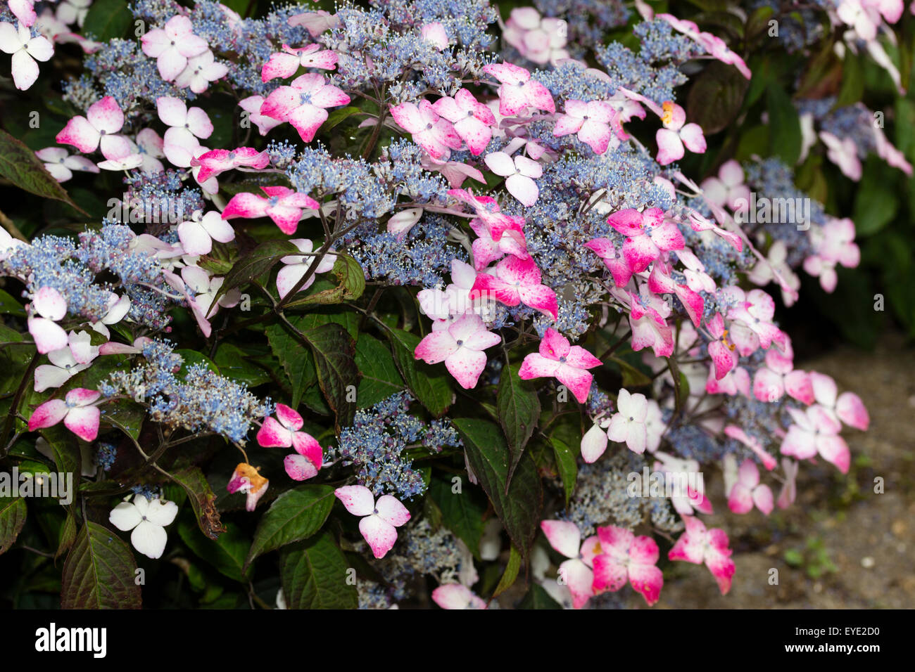 Sterile Blüten Lacecap Hydrangea Serrata "Beni-Yama" Alter von weiß auf rot Stockfoto