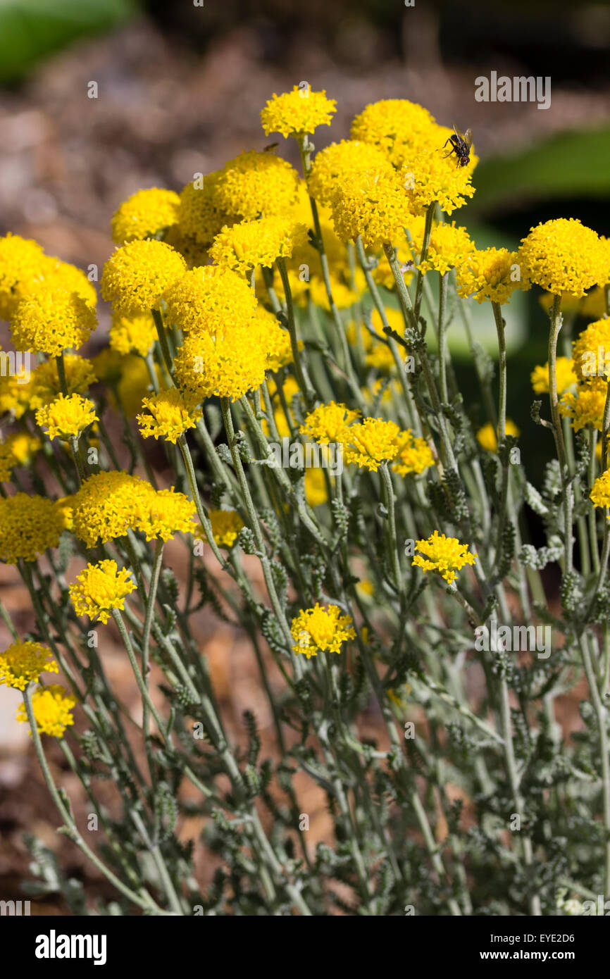 Juli-Blumen des Silbers Endivie, kompakt, buschig Immergrün, Heiligenkraut Chamaecyparissus "Ziemlich Carol" Stockfoto