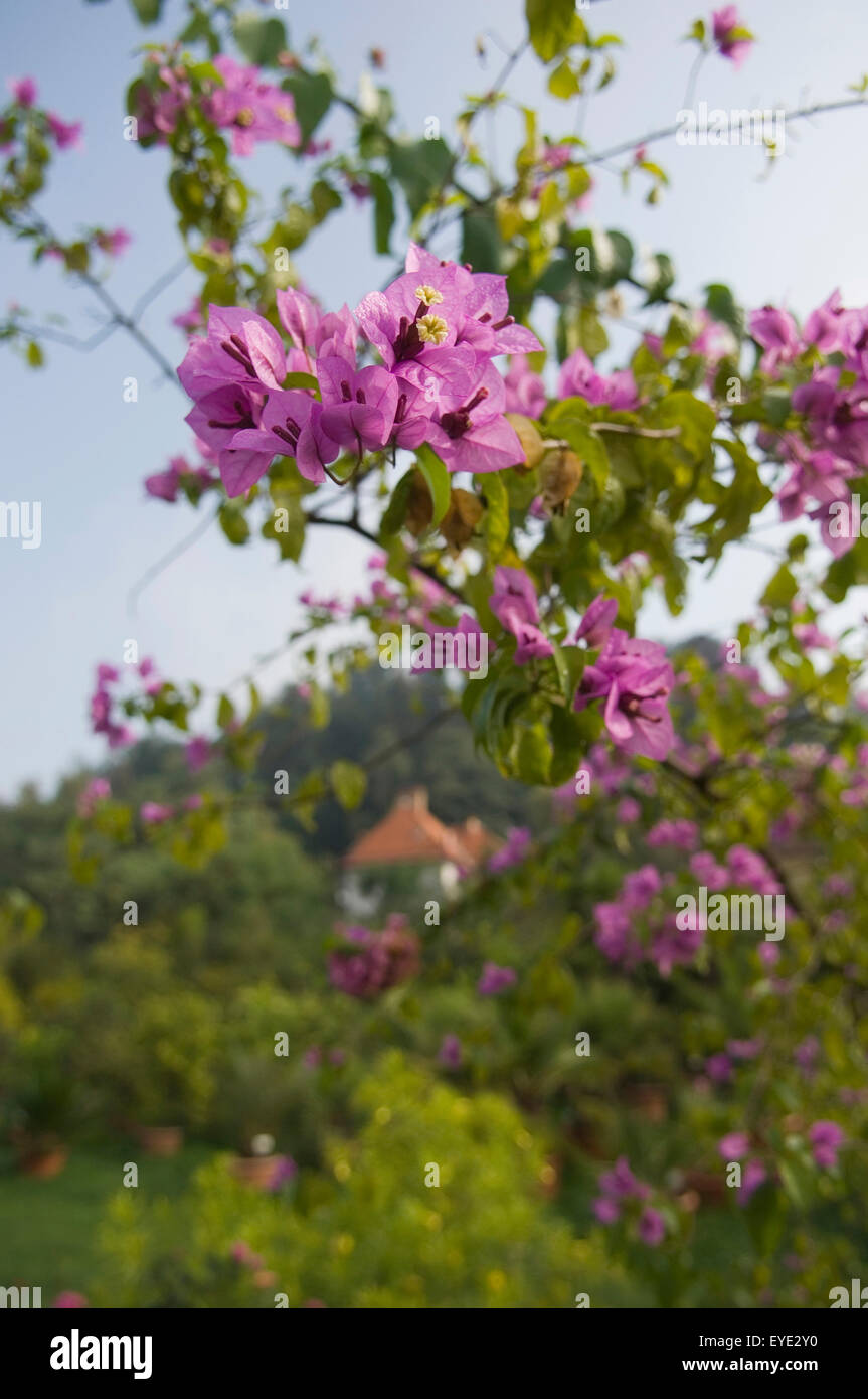 Slowenien, Botanischer Garten; Ljubljana Stockfoto