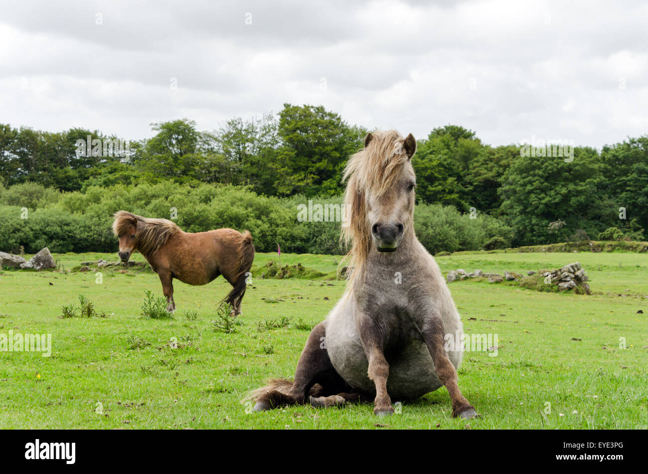 Eine schwangere Miniaturpferd sitzen in einem Feld Stockfoto