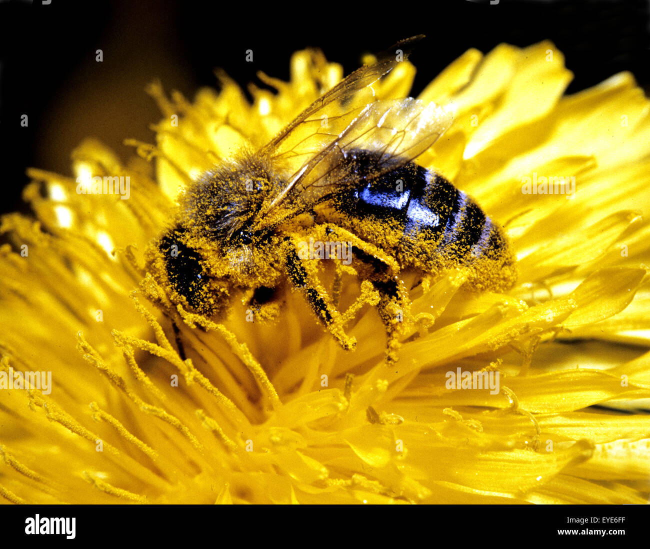 Biene; Loewenzahn Stockfoto