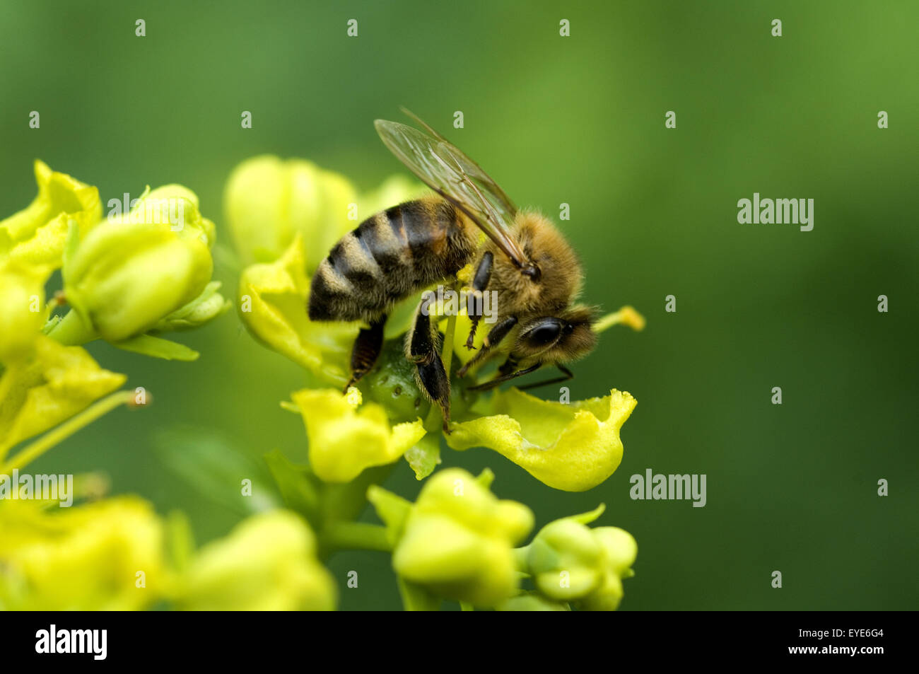 Biene Auf Weinrautenbluete Stockfoto