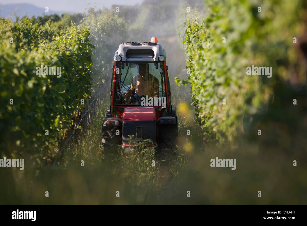 Am frühen Morgen Besprühen von Apple Kulturen auf Land südwestlich von Bozen, Norditalien. Jeder zehnte Apfel in Europa ist in Südtirol, machen die Region Europas größten Apple Hersteller gewachsen. Der Bereich produziert 900.000 Tonnen Äpfel pro Jahr auf ein Obstbau Fläche von 18.400 ha. Stockfoto