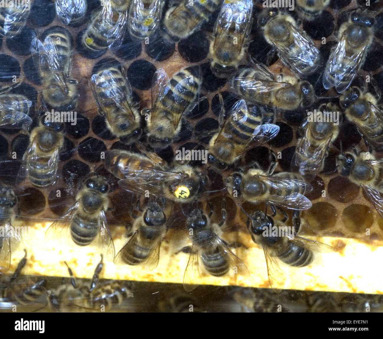 Bienenkoenigin Stockfoto