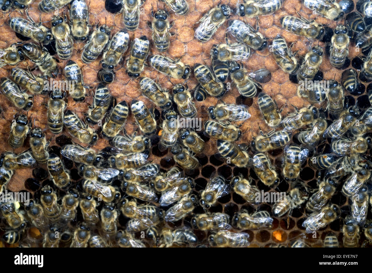 Bienenvolk Stockfoto