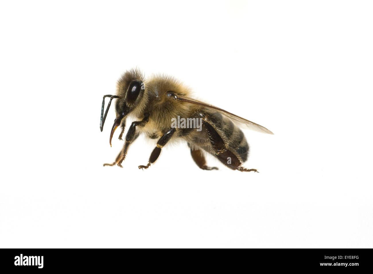 Biene; Apis Mellifera; Honigbiene; Insekt; Stockfoto