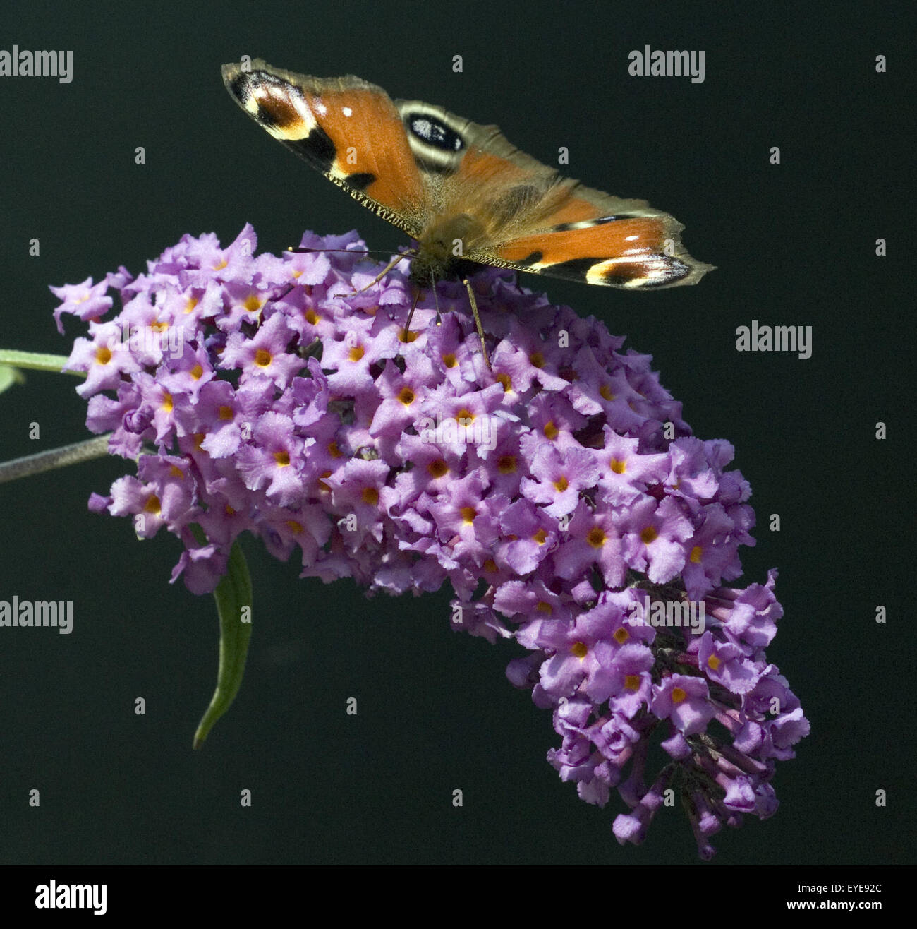 Tagpfauenauge; Schmetterlingsstrauch Stockfoto