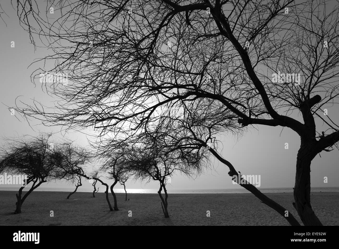 Monochromes Bild von Bäumen am Strand von Al-Jazayir, Königreich von Bahrain Stockfoto
