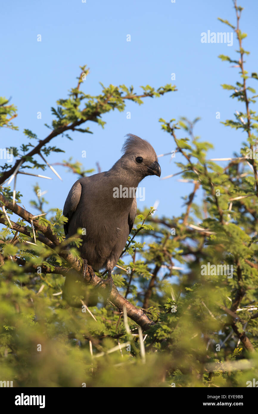 Graue Go-away-Bird (Corythaixoides Concolor), Krüger Nationalpark, Südafrika, Stockfoto