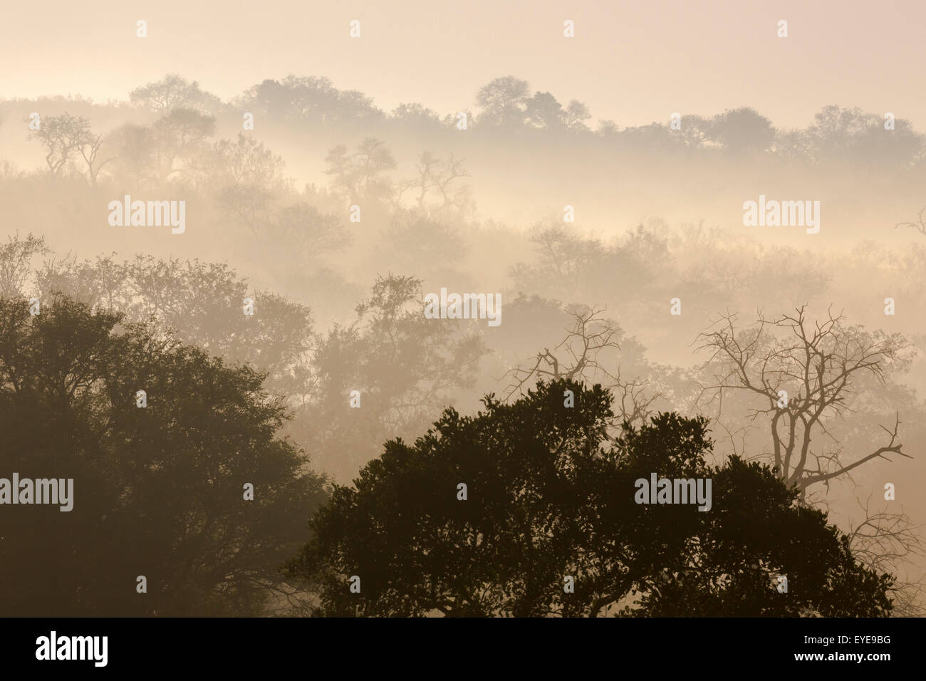Nebligen Morgen in Krüger Nationalpark, Südafrika Stockfoto