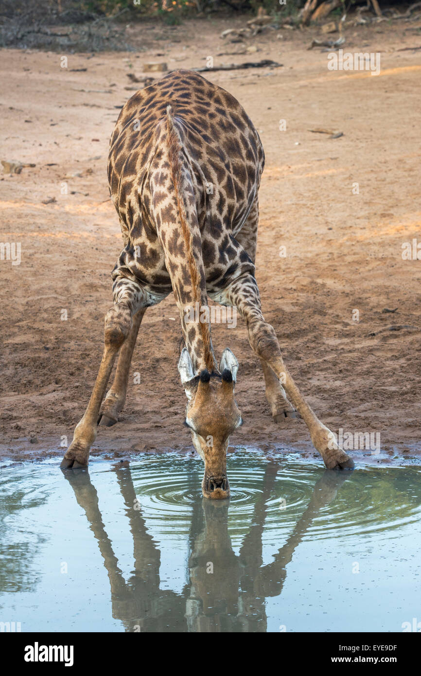 Giraffe (Giraffa Plancius) trinken Mkhuze Game reserve, KwaZulu-Natal, Südafrika Stockfoto