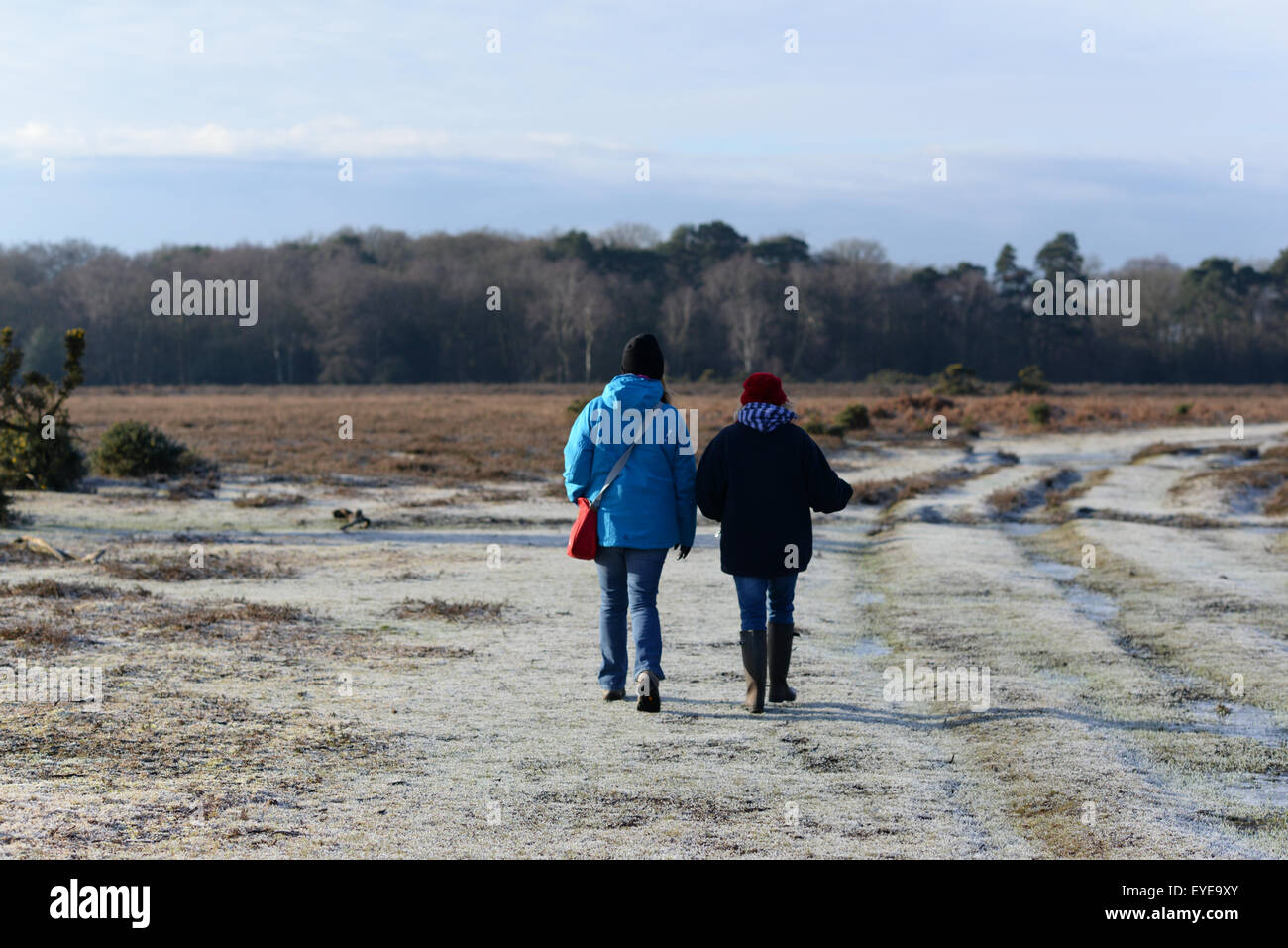 Zwei Freunde von Frauen, die an einem frostigen Wintermorgen im New Forest, Hampshire, spazieren gehen Stockfoto