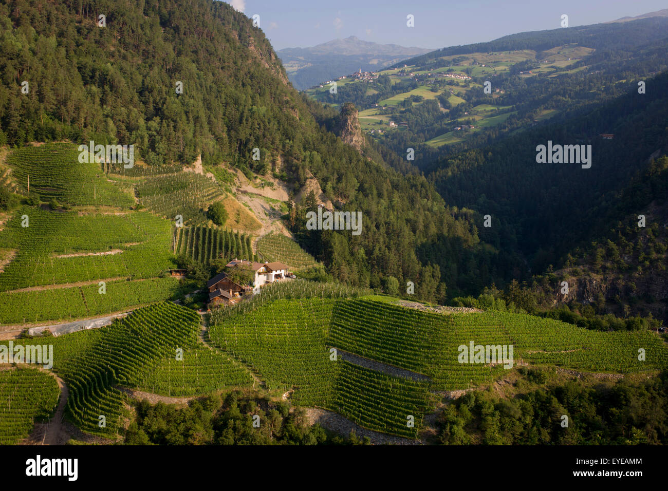 Weinberge und Farm unten in der Nähe der Südtiroler Stadt von Klausen-Chiusa in Norditalien. Stockfoto