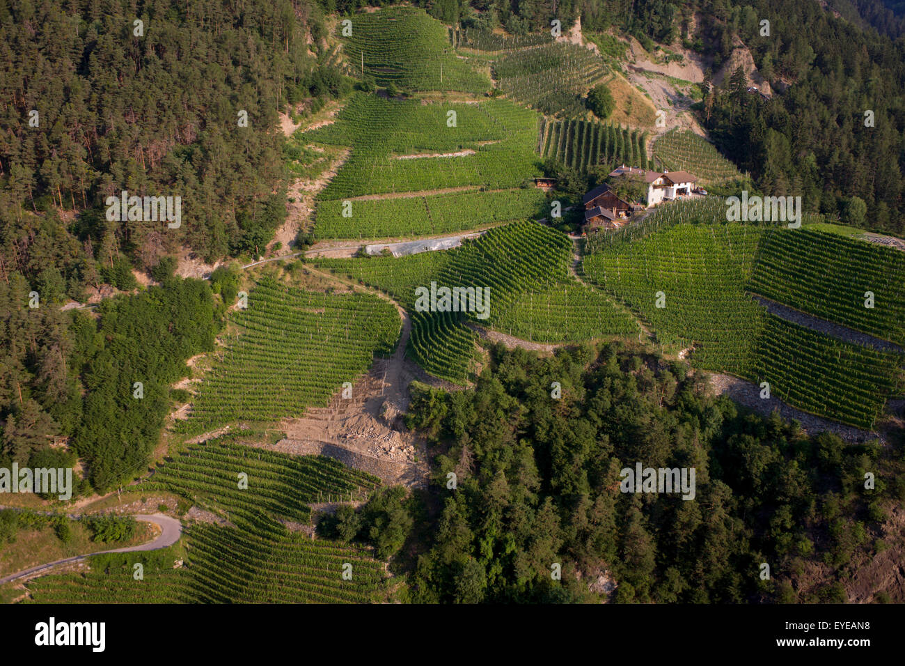 Weinberge und Farm unten in der Nähe der Südtiroler Stadt von Klausen-Chiusa in Norditalien. Stockfoto