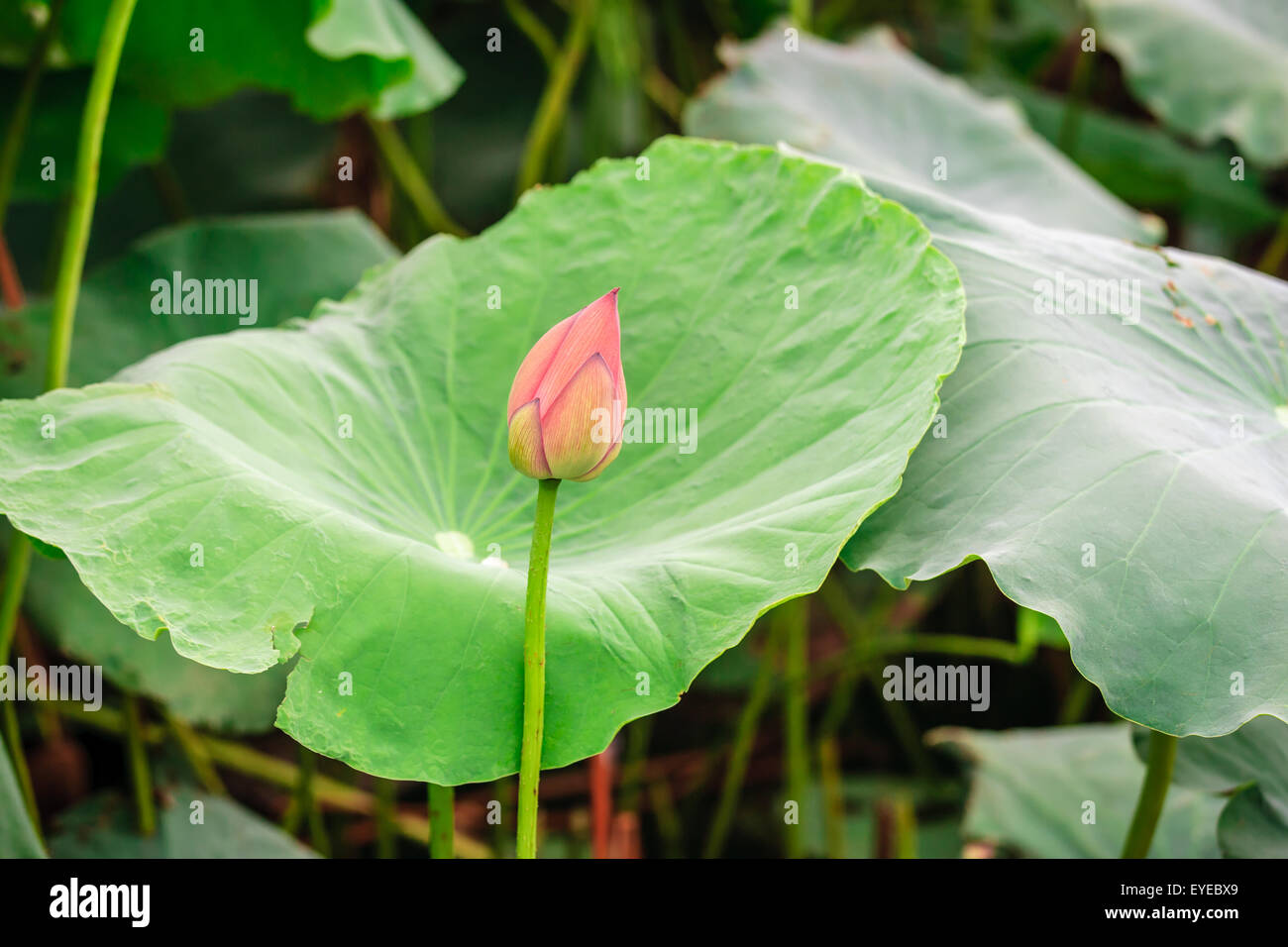 Lotusblüten in Teich in Hanoi, Vietnam Stockfoto