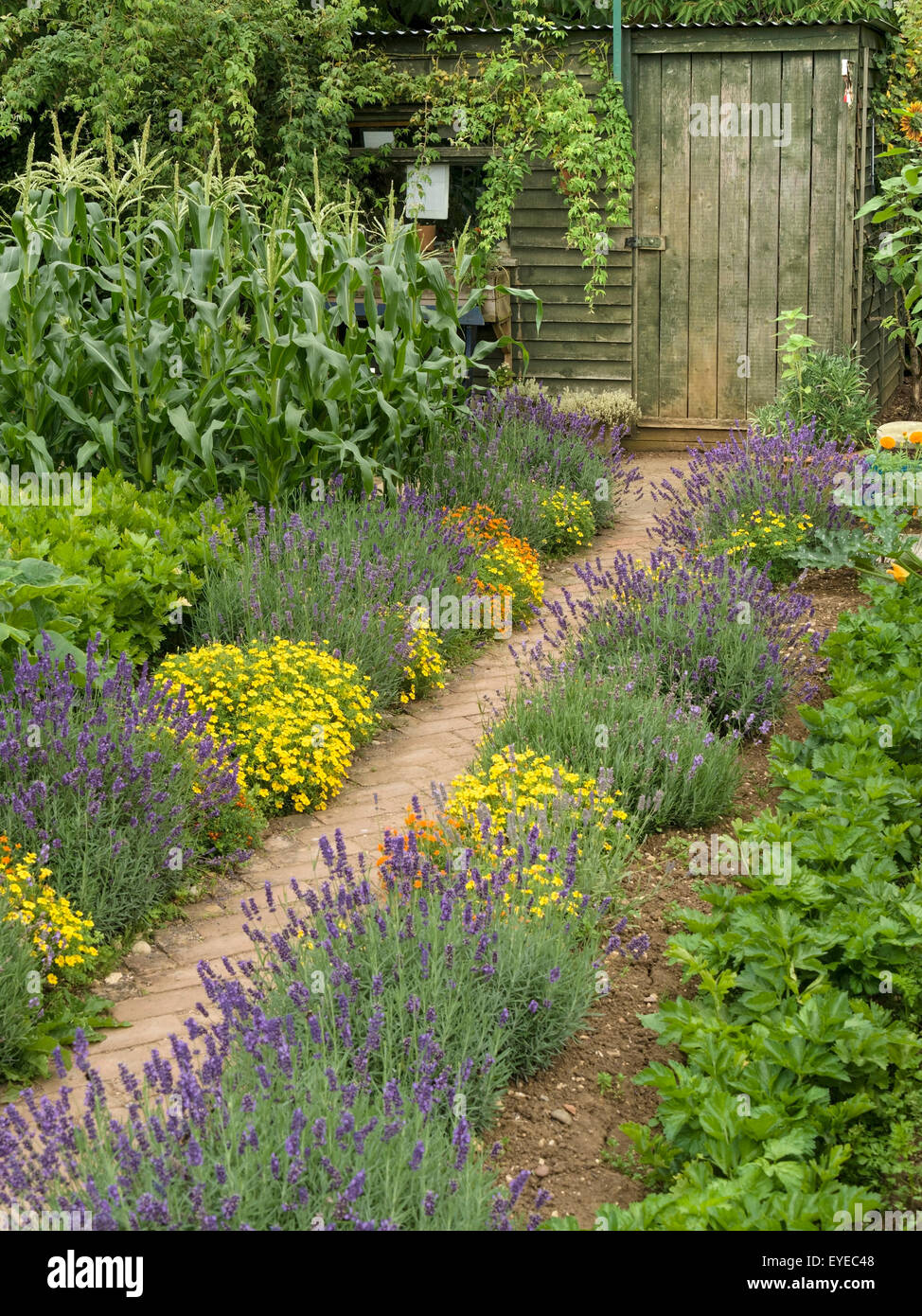 Aus Holz, Schrebergarten Schuppen am Ende der Backstein gepflasterten Pfad, Barnsdale Gärten, Rutland, England, UK. Stockfoto