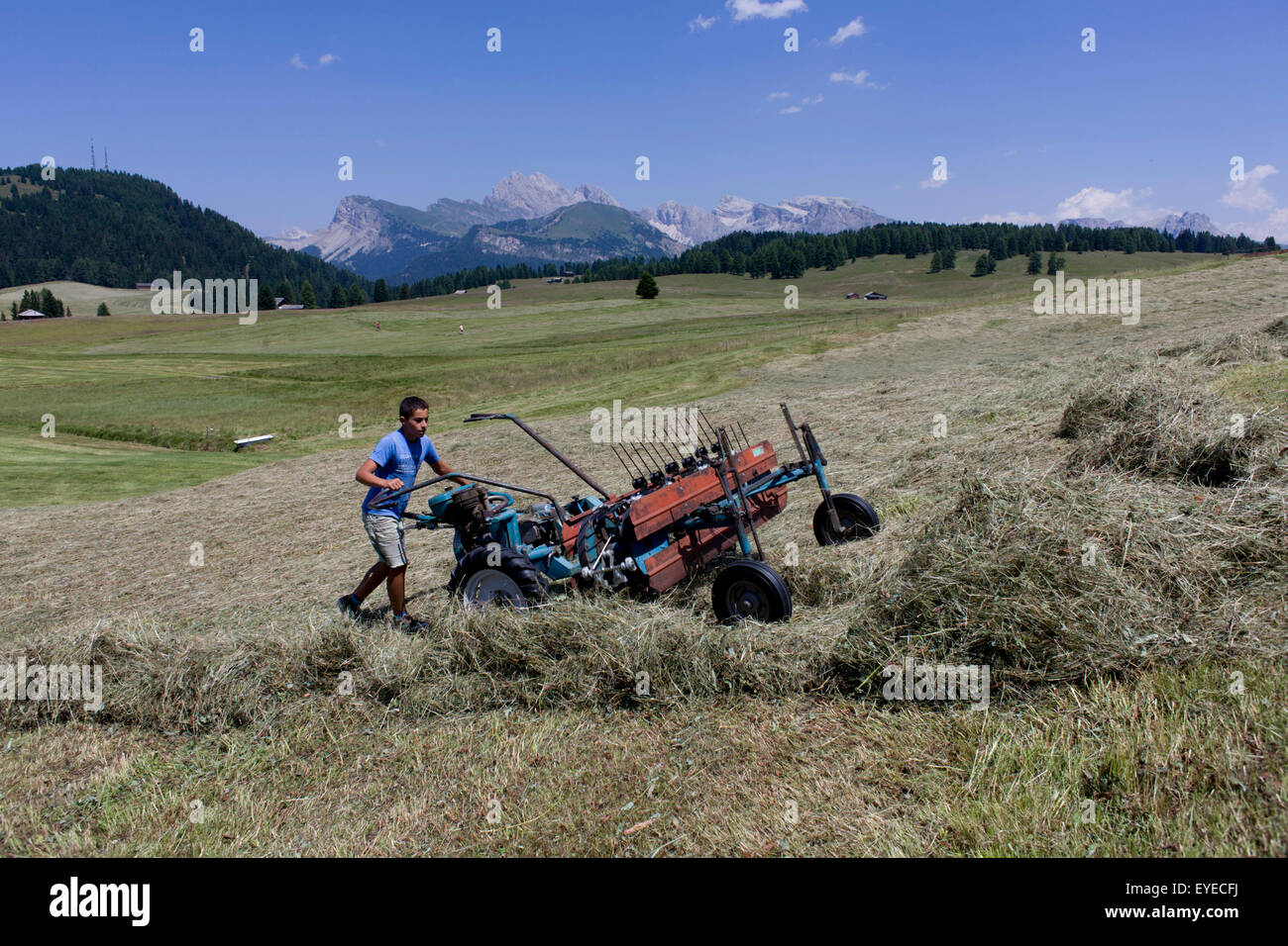 Kleiner Junge schmerzt Heuernte Maschine auf dem Hochplateau Seiser, oberhalb der Südtiroler Stadt St. Ulrich-Sankt Ulrich Stockfoto