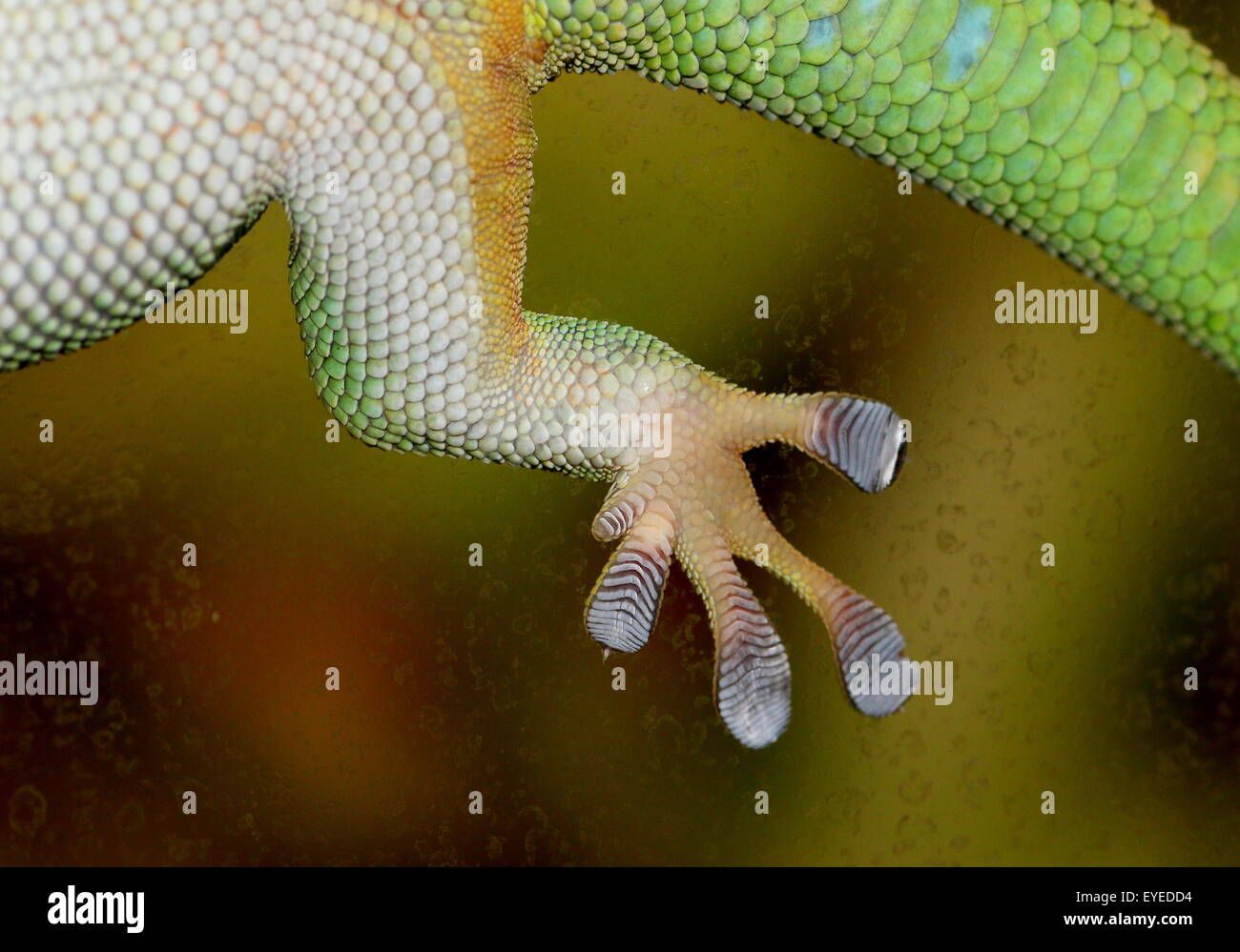 Nahaufnahme von einer grün-Madagaskar-Taggecko (Phelsuma Madagascariensis) festhalten an (schmutzigen) Glasfenster mit seiner klebrigen Zehen-pads Stockfoto