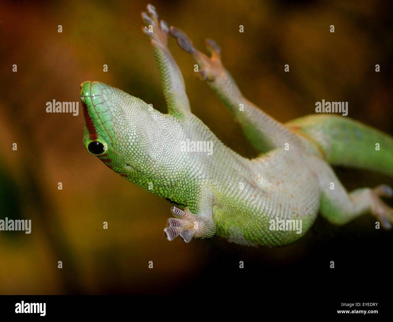 Green Madagaskar Taggecko (Phelsuma Madagascariensis) festhalten an (schmutzigen) Glasfenster mit seiner klebrigen Zehen-pads Stockfoto