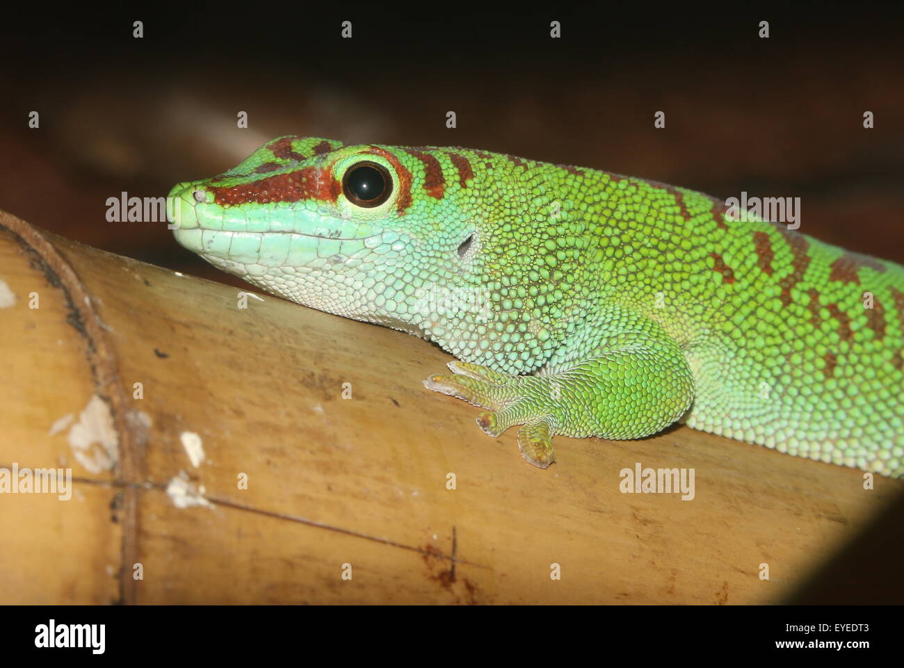 Grün-Madagaskar-Taggecko (Phelsuma Madagascariensis) Stockfoto