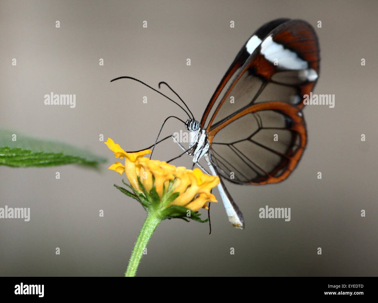 New World Glass geflügelte Schmetterling oder Clearwing (Greta Oto) Fütterung auf einer gelben Blume. Stockfoto