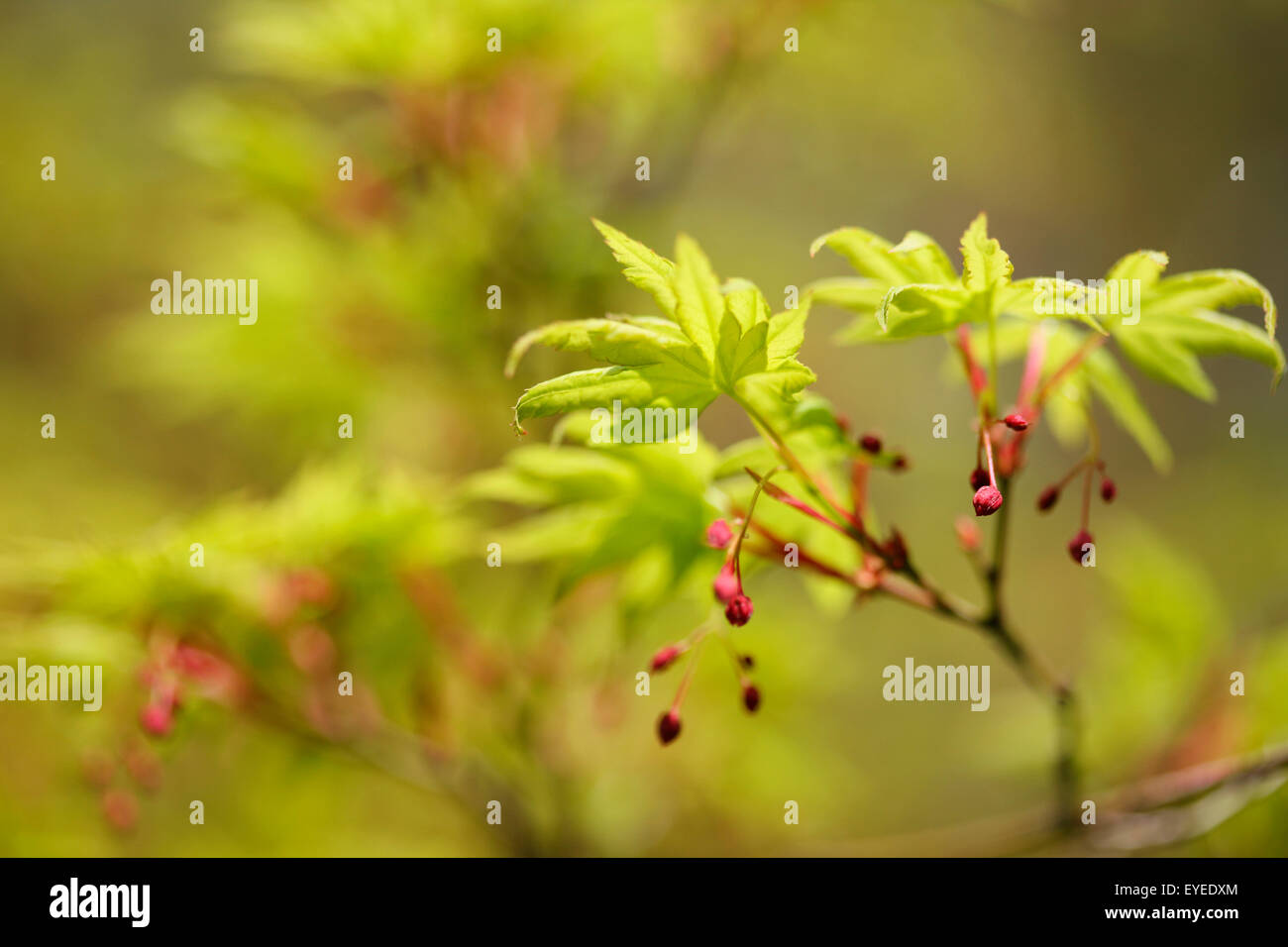 Acer Palmatum im Frühling, Knospen, Vitalität und Energie © Jane Ann Butler Fotografie JABP1298 Stockfoto