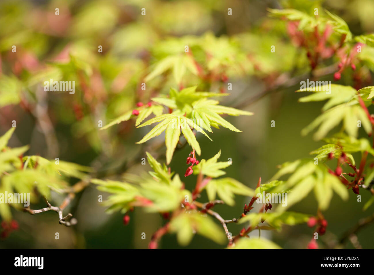 atemberaubende Frühling Acer Palmatum - neue Energie und Vitalität © Jane Ann Butler Fotografie JABP1296 Stockfoto