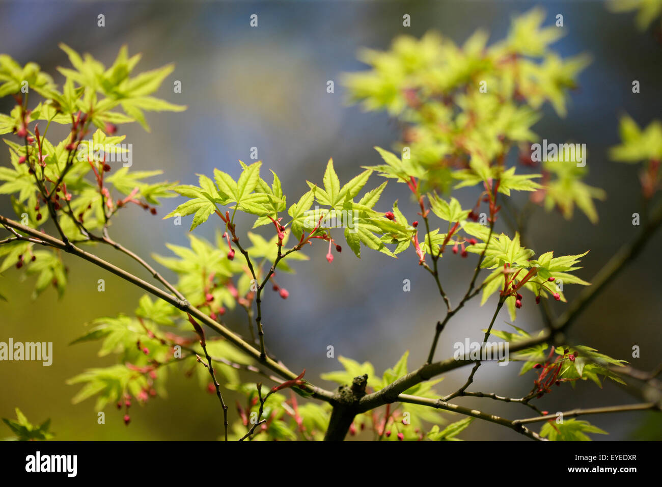 Acer Palmatum im Frühling, blauer Himmel, Hoffnung und Lebensfreude © Jane Ann Butler Fotografie JABP1299 Stockfoto
