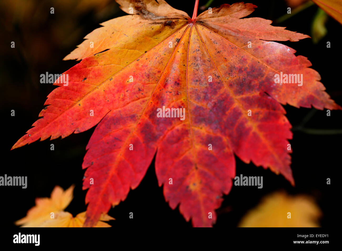 schöne Ahornblätter drehen Farbe im Herbst © Jane Ann Butler Fotografie JABP1292 Stockfoto