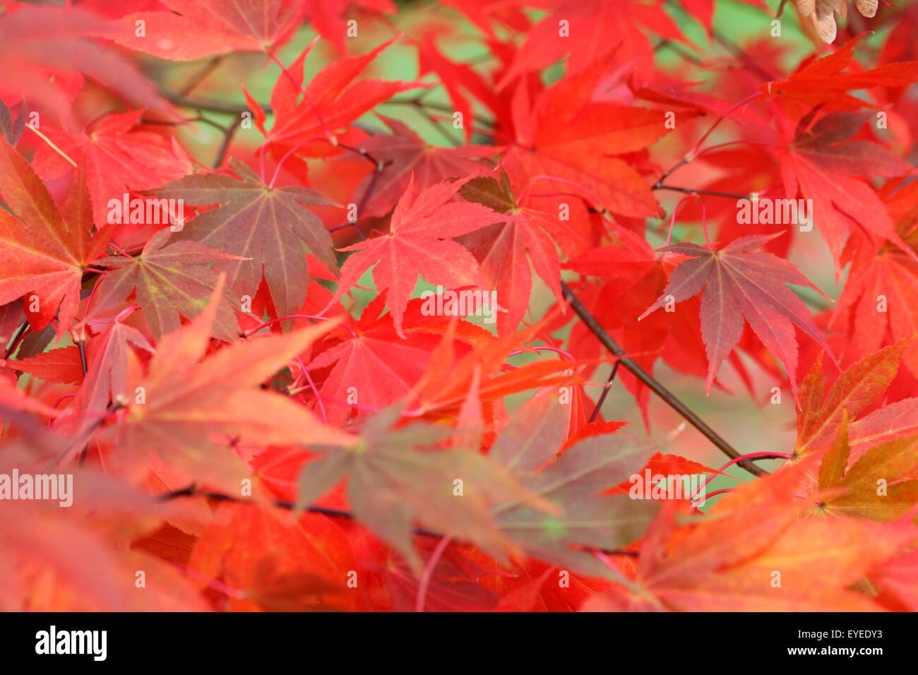 schöne Ahornblätter drehen Farbe im Herbst © Jane Ann Butler Fotografie JABP1289 Stockfoto