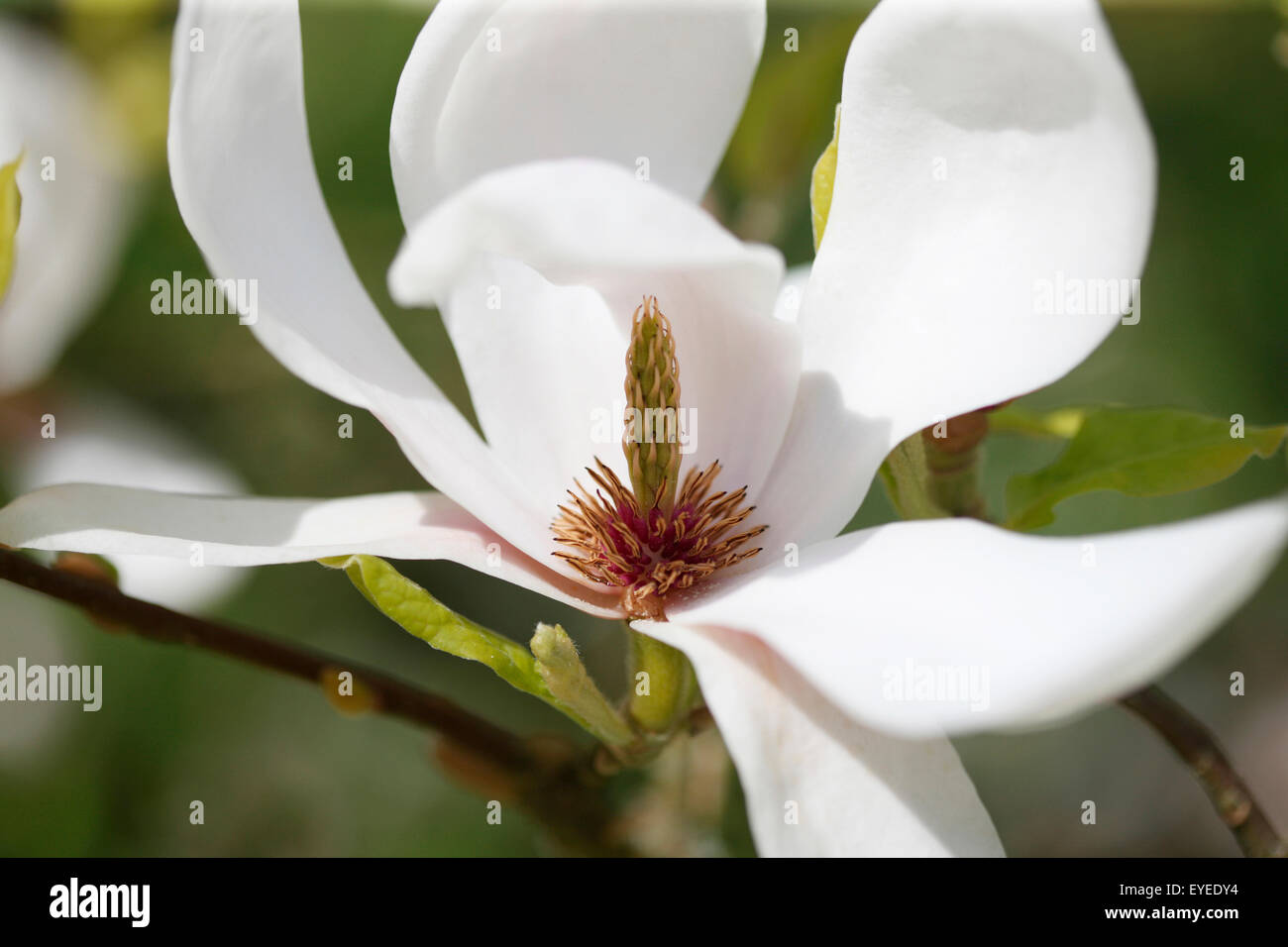 eine majestätische Magnolie blühen © Jane Ann Butler Fotografie JABP1308 Stockfoto