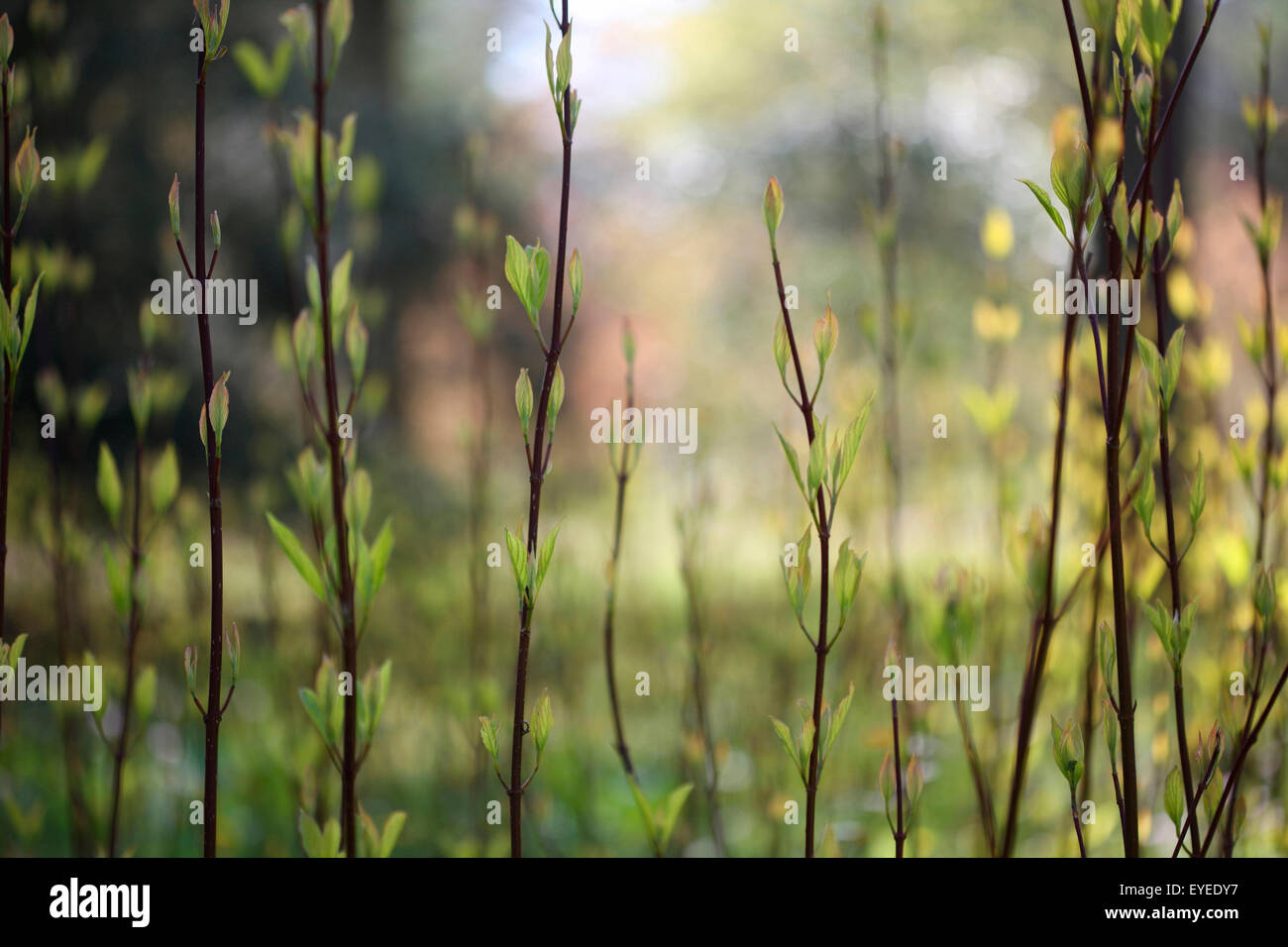 zarte Feder schießt neuen Lebens © Jane Ann Butler Fotografie JABP1258 Stockfoto
