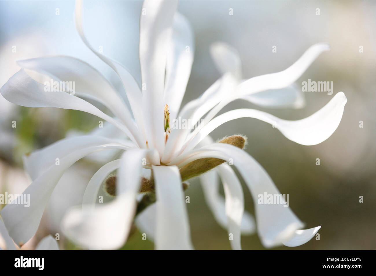 Frühling, Fülle, weiße Magnolia Stellata frei fließenden und eleganten © Jane Ann Butler Fotografie JABP1181 Stockfoto