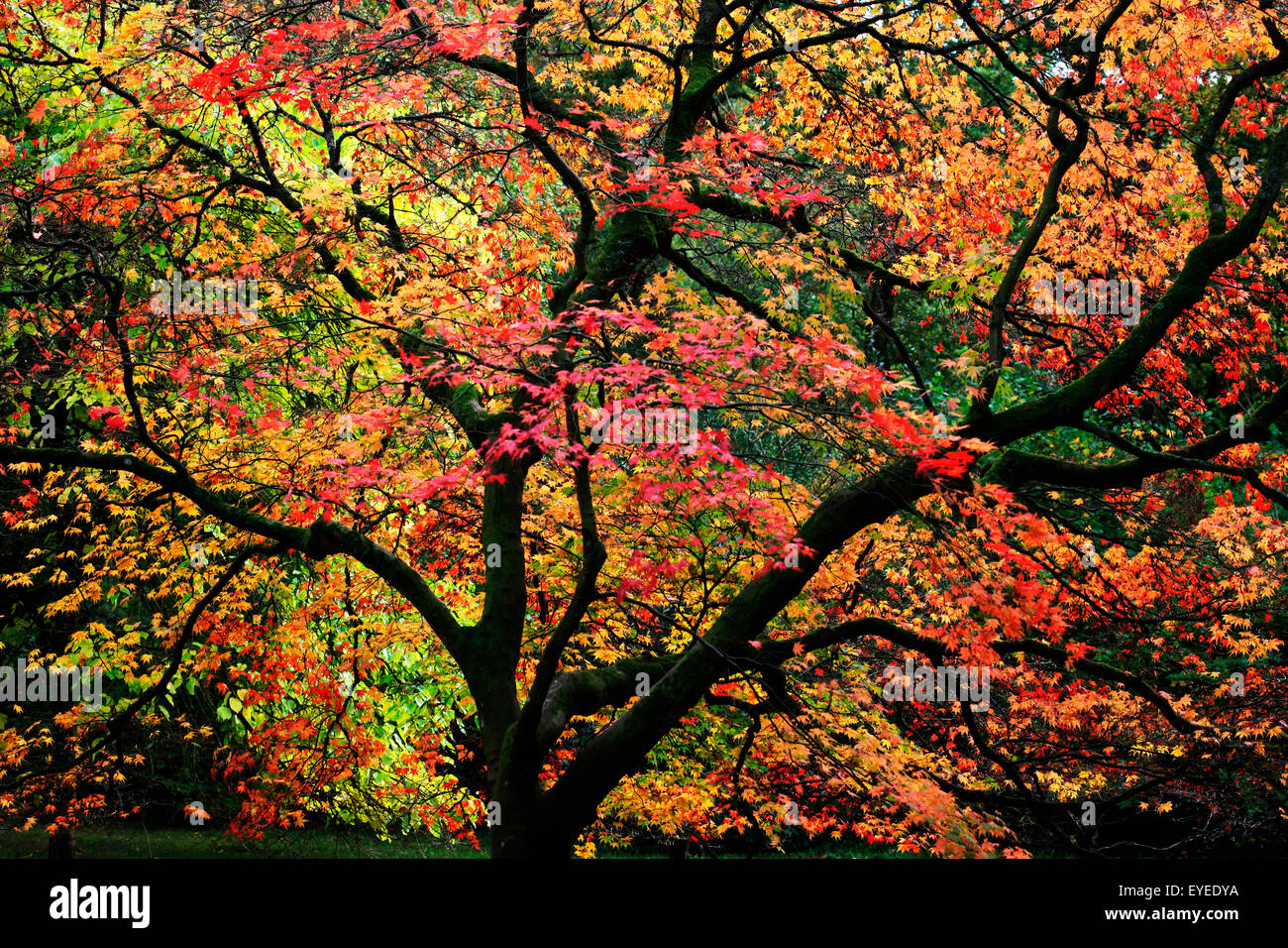 atemberaubende Herbst Ahornbaum Blatt ändern Farbe © Jane Ann Butler Fotografie JABP1286 Stockfoto