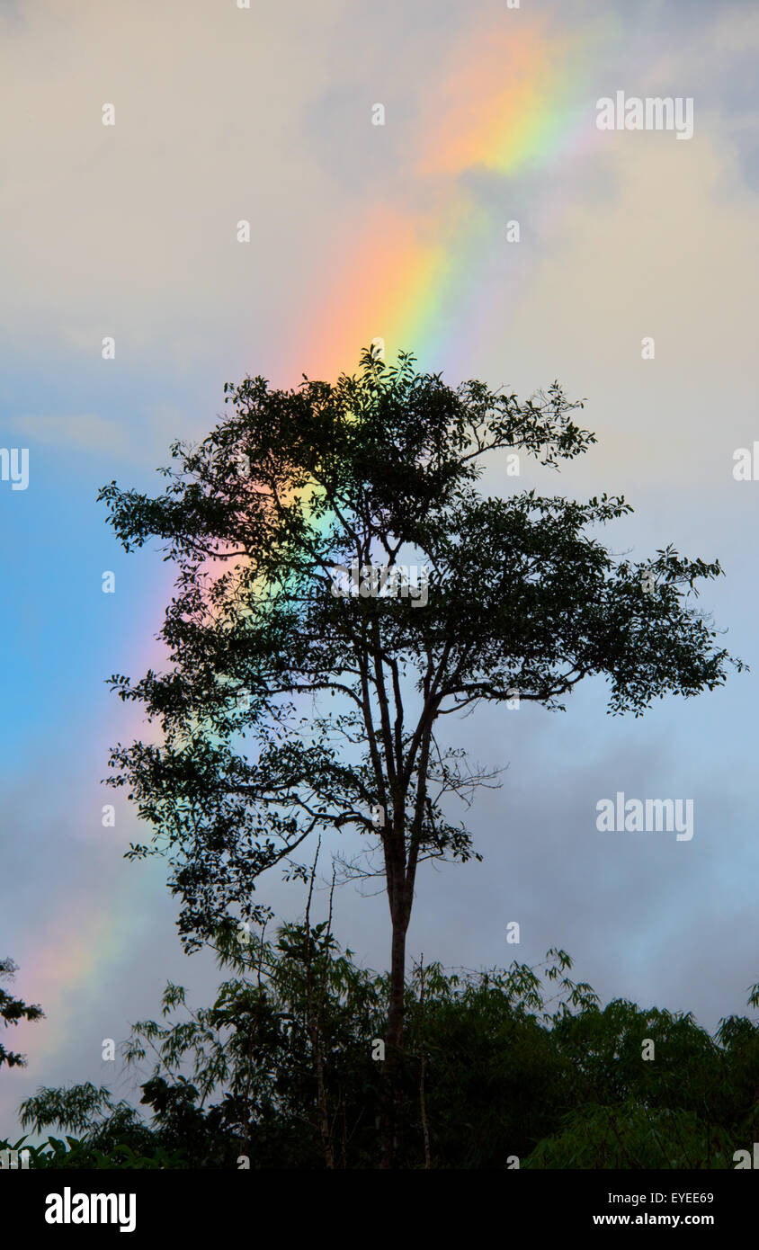 Regenbogen in der andinen Nebelwald, Peru Stockfoto