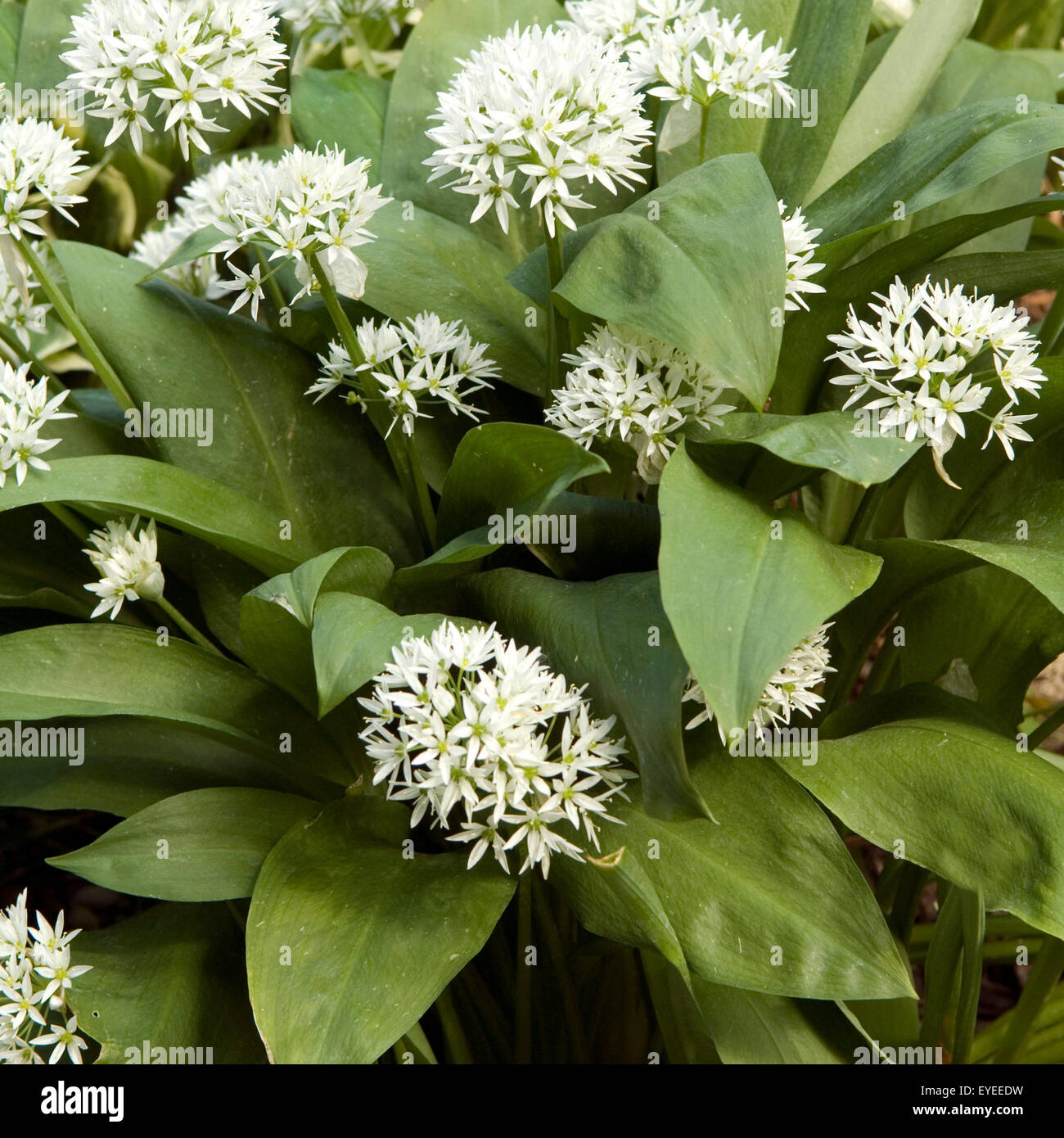 Baerlauch, Allium, Ursinum Zwiebelpflanze, Wildkraeuter, Wildgemuese, Stockfoto
