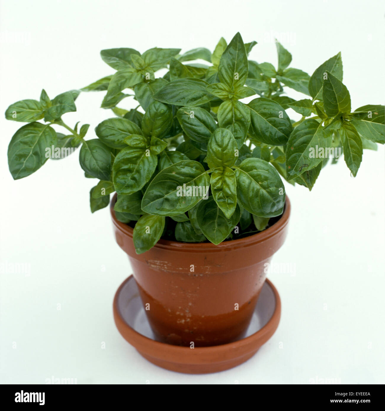 Basilikum; Ocimum; Basilicum; Blatt, Heilpflanzen Stockfoto